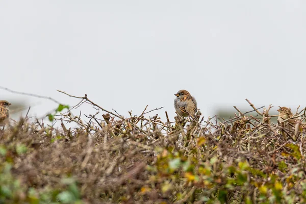 A sparrow sits on a  bush and sings happily to himself — Stock Photo, Image