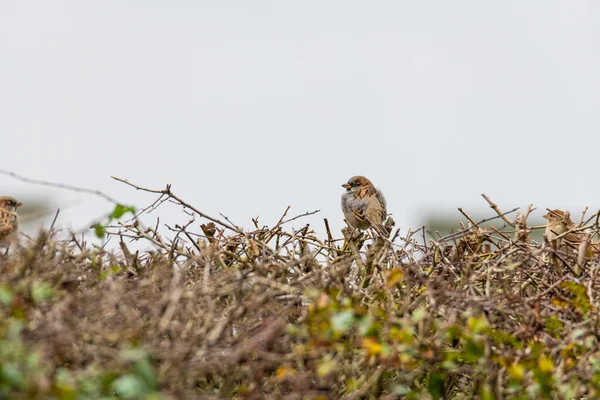 Un gorrión se sienta en un arbusto y canta feliz para sí mismo — Foto de Stock