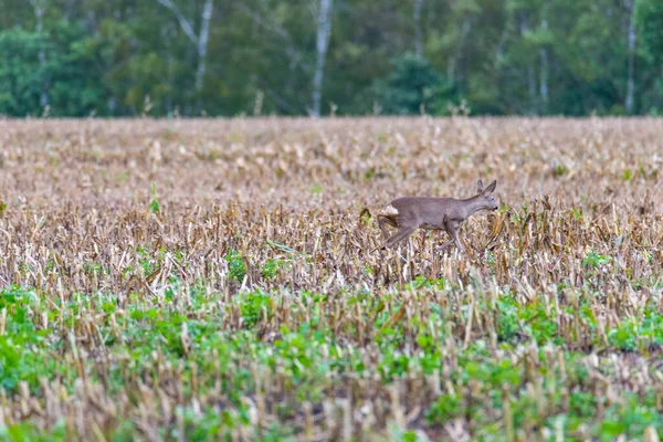 Egy szarvast megzavart egy kutyatulajdonos, és átszaladt a mezőn. — Stock Fotó