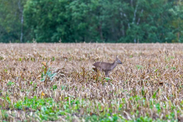 Un ciervo fue perturbado por un dueño de perro y corre a través de los campos t — Foto de Stock