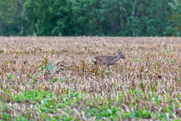 Владелец собаки потревожил оленя, который бегает по полям — стоковое фото