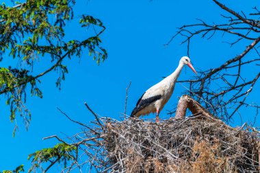 Leylekler ve yavrular yuvalarını beklerken, eş de yem arıyor.