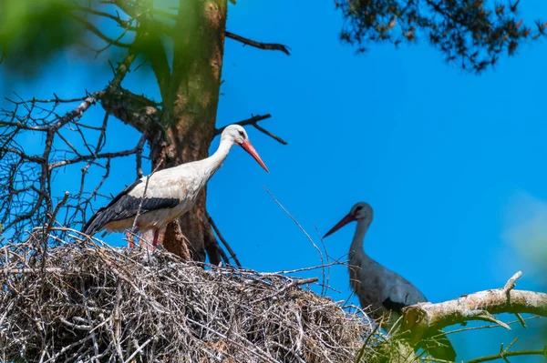 Die Störche Und Die Kleinen Warten Auf Ihre Nester Während — Stockfoto