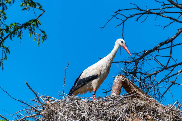 Die Störche Und Die Kleinen Warten Auf Ihre Nester Während — Stockfoto