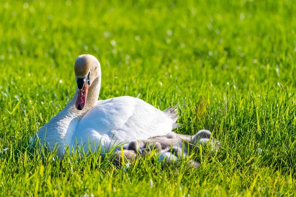 Una Familia Cisnes Descansa Campo Segado Los Dos Padres Cuidan — Foto de Stock