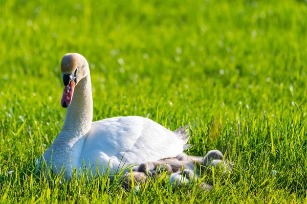 Una Familia Cisnes Descansa Campo Segado Los Dos Padres Cuidan — Foto de Stock