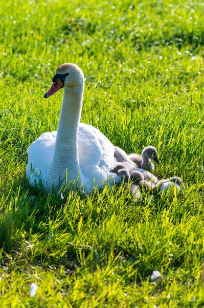 a swan  family rests on a mown field, the two parents take care of their little ones who cuddle up to the mother
