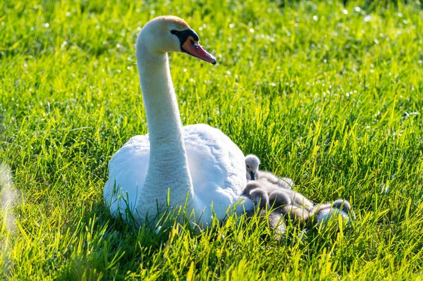 Een Zwaan Familie Rust Een Gemaaid Veld Twee Ouders Zorgen — Stockfoto