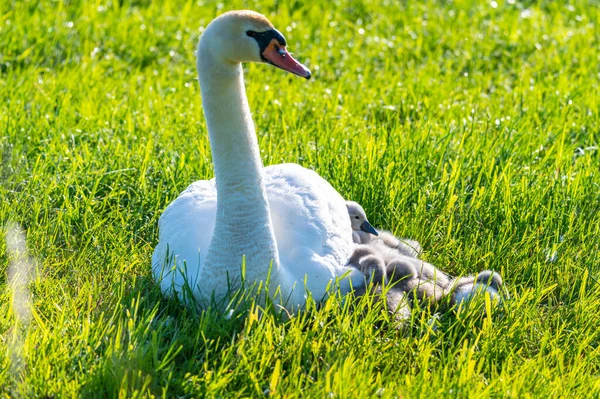 a swan  family rests on a mown field, the two parents take care of their little ones who cuddle up to the mother