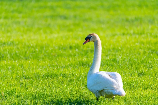 Swan Family Rests Mown Field Two Parents Take Care Little — Stock Photo, Image