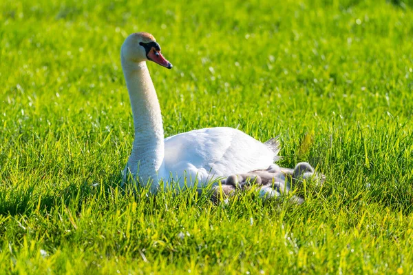 Uma Família Cisnes Descansa Campo Cortado Dois Pais Cuidam Seus Fotografias De Stock Royalty-Free