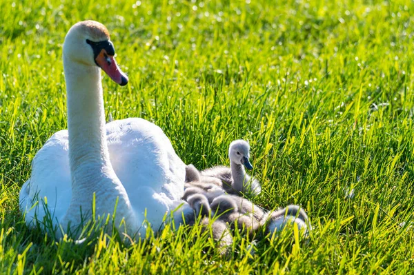 Uma Família Cisnes Descansa Campo Cortado Dois Pais Cuidam Seus Imagem De Stock