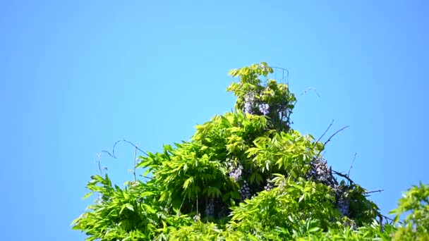 青い背景をした植物に囲まれた煙突の上のコウノトリの巣にはコウノトリが生息しています — ストック動画