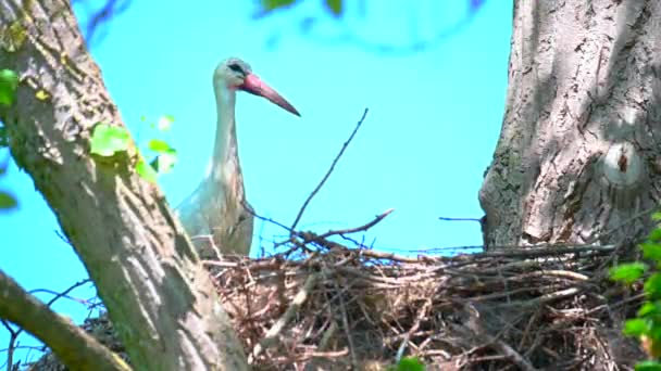 Les Cigognes Les Petits Attendent Leurs Nids Pendant Que Partenaire — Video