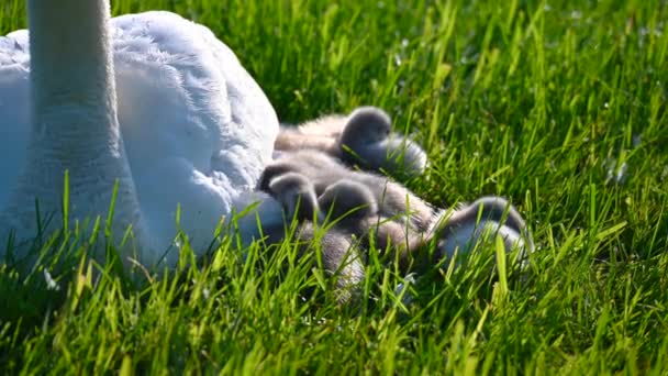 Una Familia Cisnes Descansa Campo Segado Los Dos Padres Cuidan — Vídeo de stock
