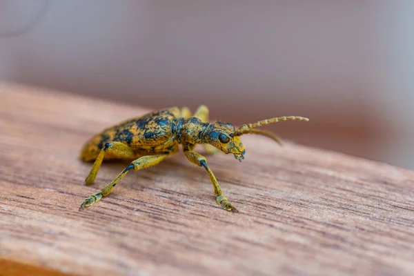 Alicate Roble Rhagium Sycophanta Sienta Banco Madera Marrón Disfruta Sombra — Foto de Stock