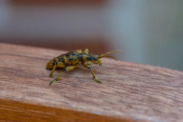 Alicate Roble Rhagium Sycophanta Sienta Banco Madera Marrón Disfruta Sombra — Foto de Stock