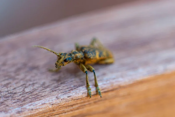 Alicate Roble Rhagium Sycophanta Sienta Banco Madera Marrón Disfruta Sombra — Foto de Stock