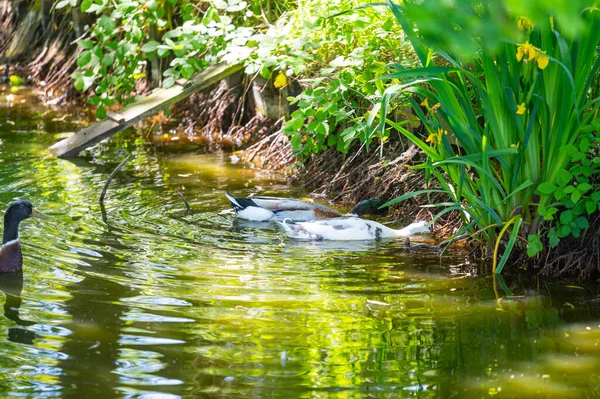 Some Ducks Anas Platyrhynchos Swim Small Pond Enjoy Beautiful Weather — Stock Photo, Image