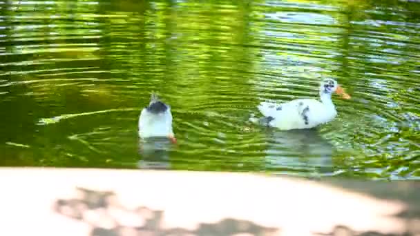 Några Ankor Från Anas Platyrhynchos Simma Liten Damm Och Njuta — Stockvideo