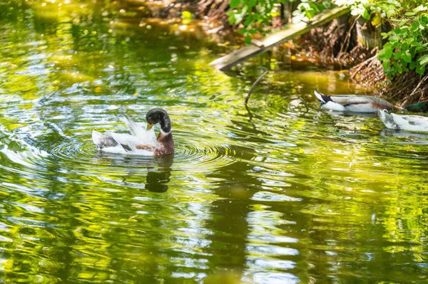 Alguns Patos Anas Platyrhynchos Nadar Uma Pequena Lagoa Desfrutar Belo — Fotografia de Stock
