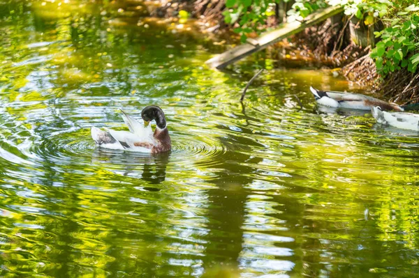 Některé Kachny Anas Platyrhynchos Plavat Malém Rybníčku Vychutnat Krásné Počasí — Stock fotografie