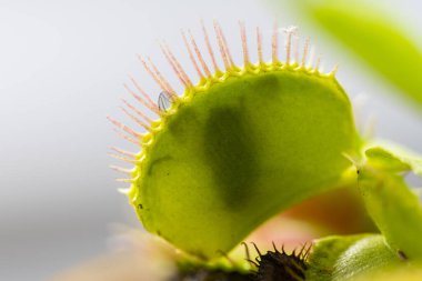 Venüs sinekkapanı (dionaea muscipula) yaz güneşinde bir vazoda yakalanmış bir sinekle birlikte.