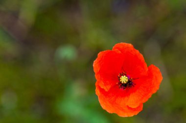 Tohum gelinciği (Papaver dubium) yaz güneşinde bir yatakta