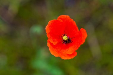Tohum gelinciği (Papaver dubium) yaz güneşinde bir yatakta
