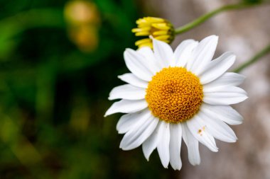 yaz güneşinde bir yatakta lucanthemum heterophyllum