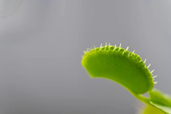 Vénusz Légycsapda Dionaea Muscipula Vázában Nyári Napsütésben — Stock Fotó