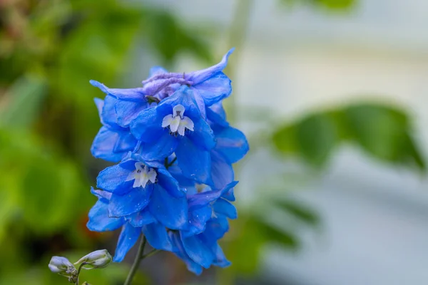 太陽の下でデルフィニウム エルテウムの花を咲かせ — ストック写真