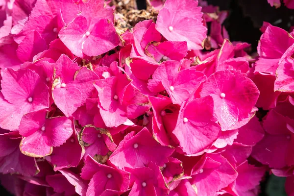 Kwiaty Hortensji Ogrodowej Hortensji Makrofilla Słońcu — Zdjęcie stockowe