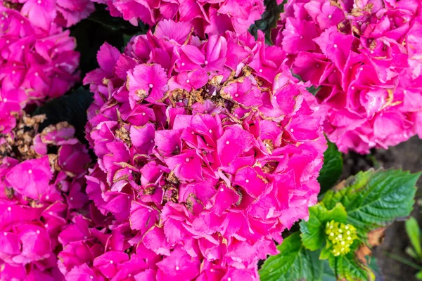 Kwiaty Hortensji Ogrodowej Hortensji Makrofilla Słońcu — Zdjęcie stockowe