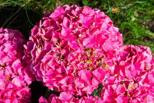 Fiori Ortensia Giardino Ortensia Macrophylla Luce Del Sole — Foto Stock