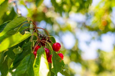 Bir yaz günü kiraz ağacının dalından sarkan parlak kırmızı kirazlar toplanmaya hazırdır.