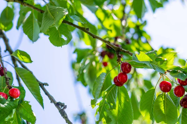 Fényes Vörös Cseresznye Lóg Egy Cseresznyefa Ágáról Egy Nyári Napon — Stock Fotó