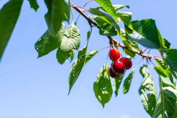 Fényes Vörös Cseresznye Lóg Egy Cseresznyefa Ágáról Egy Nyári Napon — Stock Fotó