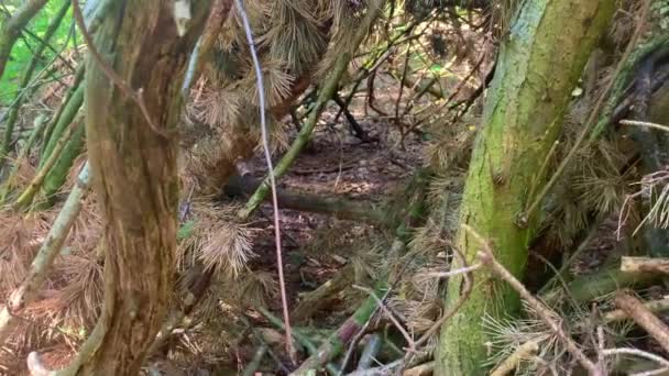 Rami Degli Alberi Sono Accatastati Nella Foresta Come Una Vecchia — Video Stock