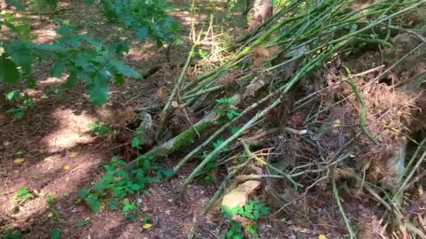 Les branches des arbres sont empilées dans la forêt comme une vieille tente indienne où vous pouvez trouver la protection