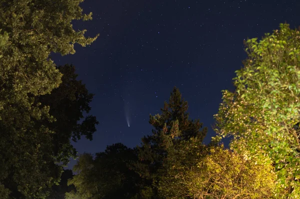 shots in  the night sky of the comet neowise with many other stars in the sky and trees can be seen in the background