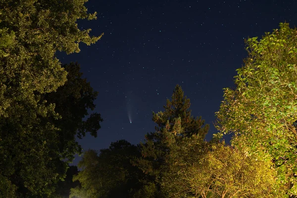 shots in  the night sky of the comet neowise with many other stars in the sky and trees can be seen in the background