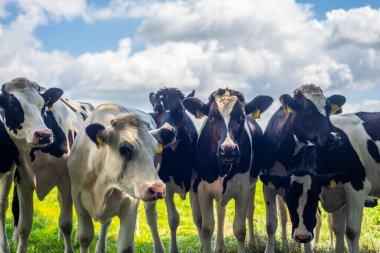 Genç inekler güzel bulutlu bir günde kameraya bakar.