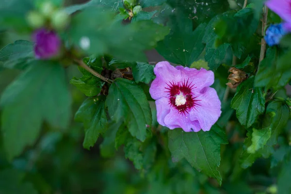 Hibiskus Róża Syryjska Hibiskus Syriacus Swoim Kwiecie Przyciąga Wiele Pszczół — Zdjęcie stockowe