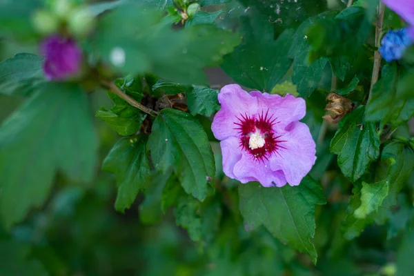 Hibiskus Róża Syryjska Hibiskus Syriacus Swoim Kwiecie Przyciąga Wiele Pszczół — Zdjęcie stockowe