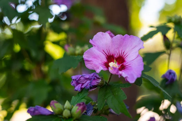 Hibiskus Róża Syryjska Hibiskus Syriacus Swoim Kwiecie Przyciąga Wiele Pszczół — Zdjęcie stockowe