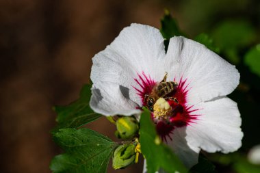 Arılar yaz güneşinde amber çiçeğinin içinde polen toplarlar.