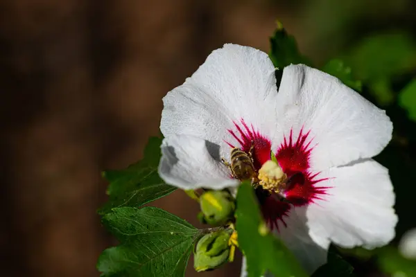 Bees Collect Pollen Hibiscus Flower Summer Sunshine — Stock Photo, Image