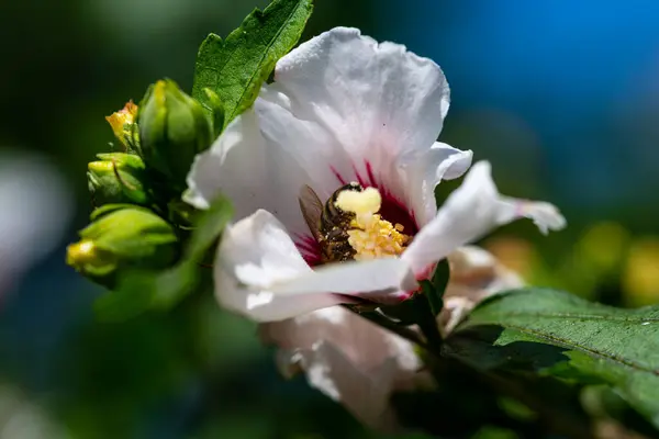 Las Abejas Recogen Polen Una Flor Hibisco Bajo Sol Verano — Foto de Stock
