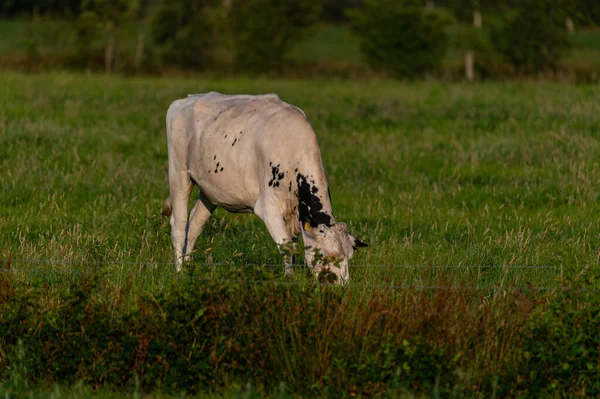 Uma Vaca Campo Relaxado Comer Grama Uma Manhã Verão — Fotografia de Stock